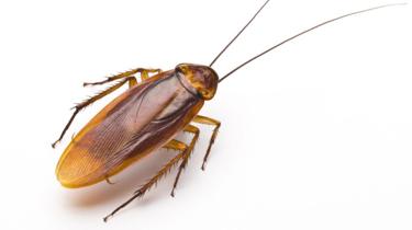 97777879_cockroach.jpg