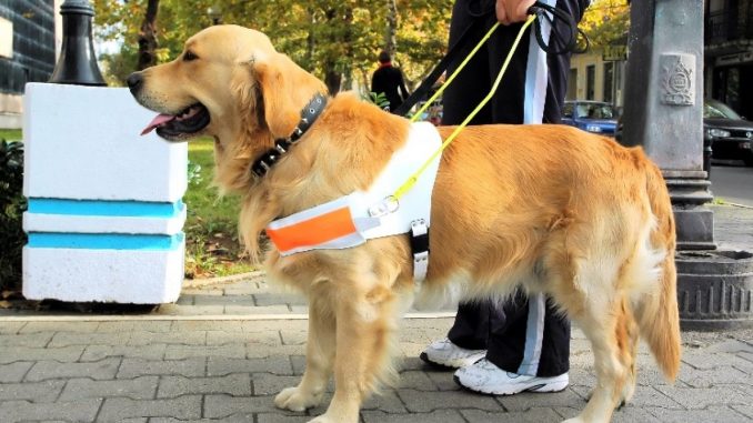 chien-guide-aveugles.jpg